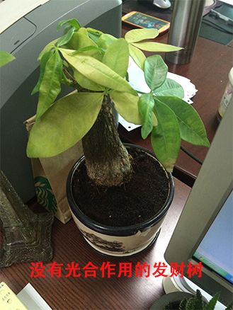 发财树错误摆放示范.jpg 发财树错误摆放示范.jpg