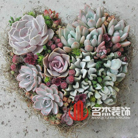 办公室羞羞视频网站入口风水之多肉植物.jpg