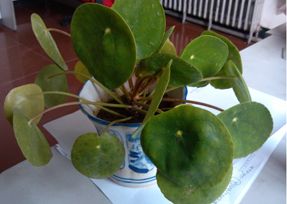办公室羞羞视频网站入口设计之叶子大植物.jpg