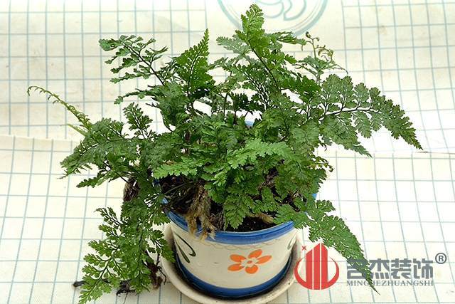 办公室风水之富贵蕨.jpg 办公室风水之富贵蕨.jpg